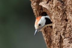 Middelste-Bonte-Specht-31_Middle-Spotted-Woodpecker_-Dendrocoptes-medius_E8A7290