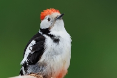 Middelste-Bonte-Specht-32_Middle-Spotted-Woodpecker_-Dendrocoptes-medius_E8A7338