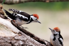 Middelste-Bonte-Specht-34_Middle-Spotted-Woodpecker_-Dendrocoptes-medius-_E8A9476