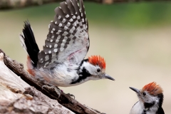 Middelste-Bonte-Specht-35_Middle-Spotted-Woodpecker_-Dendrocoptes-medius-_E8A9477