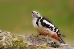 Middelste-Bonte-Specht-45_Middle-Spotted-Woodpecker_-Dendrocoptes-medius_P5A8673