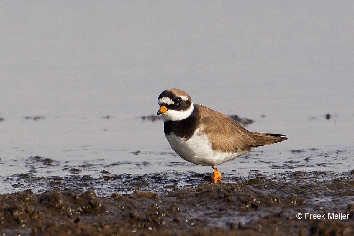 Bontbekplevier-01_Common-Ringed-Plover_Charadrius-hiaticula_49C8918_1