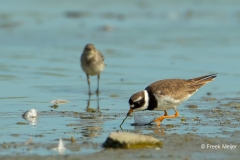 Bontbekplevier-02_Common-Ringed-Plover_Charadrius-hiaticula_49C0604