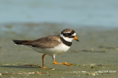 Bontbekplevier-04_Common-Ringed-Plover_Charadrius-hiaticula_49C0618