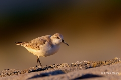 Drieteenstrandloper-11_Sanderling_Calidris-alba_P5A4653