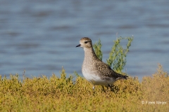 Goudplevier-01_European-Golden-Plover_Pluvialis-apricaria_BZ4T3617