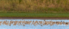 Goudplevier-02_European-Golden-Plover_Pluvialis-apricaria_BZ4T3319_1