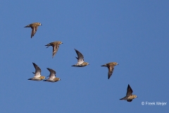 Goudplevier-04_European-Golden-Plover_Pluvialis-apricaria_49C1250