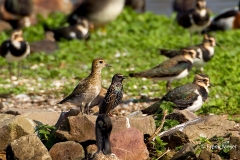 Goudplevier-05_European-Golden-Plover_Pluvialis-apricaria_49C1350