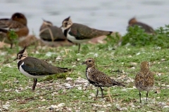 Goudplevier-06_European-Golden-Plover_Pluvialis-apricaria_BZ4T3198