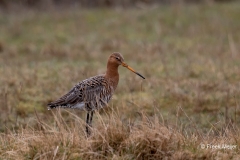 Grutto-10_Black-tailed-Godwit_Limosa-Limosa_AD9A1652