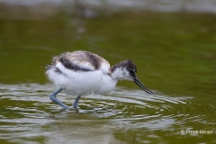 Kluut-01_Pied-Avocet_Ricurvirostra-avosetta_BZ4T4374