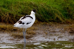 Kluut-02_Pied-Avocet_Ricurvirostra-avosetta_49C1533