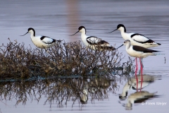 Kluut-03_Pied-Avocet_Ricurvirostra-avosetta_49C5763