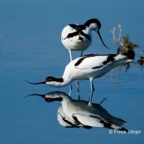 Kluut-04_Pied-Avocet_Ricurvirostra-avosetta_49C6526