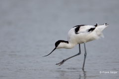 Kluut-05_Pied-Avocet_Ricurvirostra-avosetta_Z4T4865