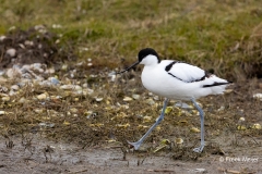 Kluut-06_Pied-Avocet_Ricurvirostra-avosetta_AD9A1480