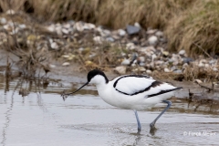 Kluut-07_Pied-Avocet_Ricurvirostra-avosetta_AD9A1485