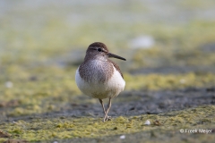 Oeverloper-01_Common-Sandpiper_Actitis-hypoleucos_BZ4T0495