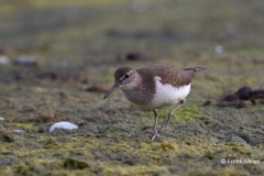 Oeverloper-02_Common-Sandpiper_Actitis-hypoleucos_BZ4T0498