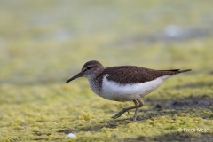 Oeverloper-03_Common-Sandpiper_Actitis-hypoleucos_BZ4T0500