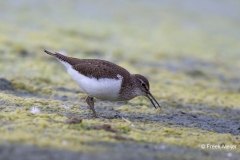 Oeverloper-04_Common-Sandpiper_Actitis-hypoleucos_BZ4T0570