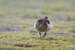 Oeverloper-05_Common-Sandpiper_Actitis-hypoleucos_BZ4T0571