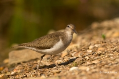 Oeverloper-06_Common-Sandpiper_Actitis-hypoleucos_BZ4T9412