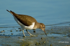 Oeverloper-07_Common-Sandpiper_Actitis-hypoleucos_49C0355