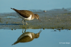 Oeverloper-08_Common-Sandpiper_Actitis-hypoleucos_49C0398