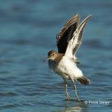 Oeverloper-09_Common-Sandpiper_Actitis-hypoleucos_49C0442