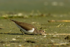 Oeverloper-10_Common-Sandpiper_Actitis-hypoleucos_49C0709