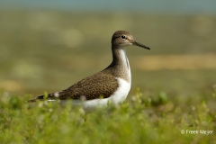 Oeverloper-11_Common-Sandpiper_Actitis-hypoleucos_49C0716