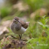 Oeverloper-12_Common-Sandpiper_Actitis-hypoleucos_Z4T0802