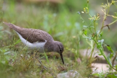 Oeverloper-13_Common-Sandpiper_Actitis-hypoleucos_Z4T0849