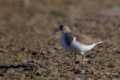 Oeverloper-14_Common-Sandpiper_Actitis-hypoleucos_11I0633