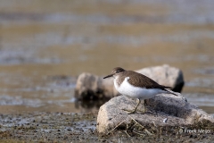 Oeverloper-15_Common-Sandpiper_Actitis-hypoleucos_11I0653