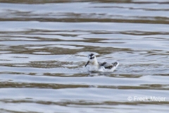 Rosse-Franjepoot-01_Red-Phalarope_Phalaropus-fulicarius_IMG_7517