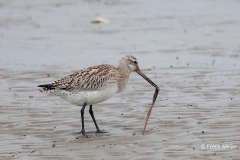 Rosse-Grutto-02_Bar-tailed-Godwit_Limosa-lapponica_BZ4T4884