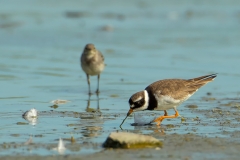 Bontbekplevier-02_Common-Ringed-Plover_Charadrius-hiaticula_49C0604