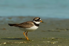 Bontbekplevier-03_Common-Ringed-Plover_Charadrius-hiaticula_49C0617
