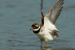 Bontbekplevier-05_Common-Ringed-Plover_Charadrius-hiaticula_49C0685