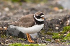 Bontbekplevier-07_Common-Ringed-Plover_Charadrius-hiaticula_BZ4T4275