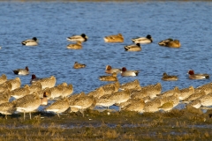 Goudplevier-07_European-Golden-Plover_Pluvialis-apricaria_MG_7992