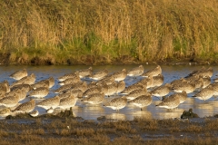 Goudplevier-08_European-Golden-Plover_Pluvialis-apricaria_MG_7995