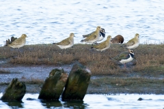 Goudplevier-09_European-Golden-Plover_Pluvialis-apricaria_IMG_7919