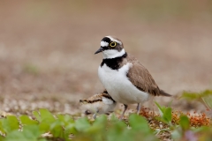 Kleine-plevier-27_Little-Ringed-Plover_Charadrius-dubius_E8A9206