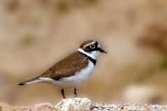 Kleine-plevier-32_Little-Ringed-Plover_Charadrius-dubius_P5A1552