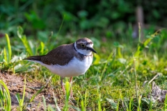 Kleine-plevier-34_Little-Ringed-Plover_Charadrius-dubius_P5A3594