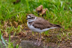 Kleine-plevier-35_Little-Ringed-Plover_Charadrius-dubius_P5A3717